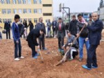 İĞDE - Akçakale'de 126 Bin Fidan Dikildi