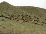 SABIKA KAYDI - Bingöl’ün Solhan İlçesindeki Yaylalar Kiralanacak