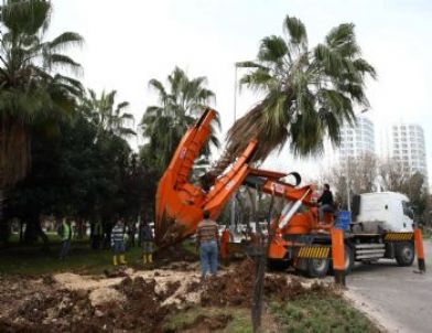 Mersin Göbekleri Lalelerle Renklenecek