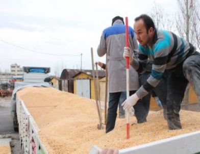 Mısır Yüklü 2 Tır'dan 45 Bin Paket Kaçak Sigara Çıktı