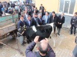 HAMDI ACAR - Derbent’te Köylülere Hayvancılık Desteği