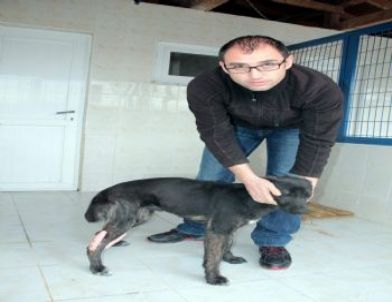 Trafik Kazası Mağduru Hayvanlara 5 Yıldızlı Tedavi