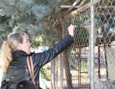 Adanalının Deve Kuşu Merakı