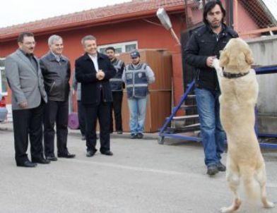 ‘bingo’lara Takdir