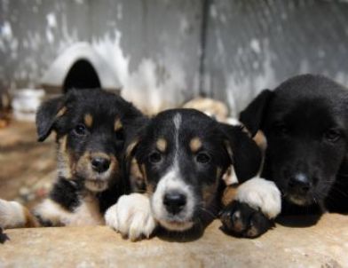 Sokak Hayvanları İçin Doğal Yaşam Parkı
