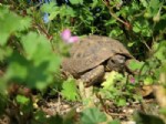 BAHAR HAVASI - Kaplumbağalar Kış Uykusundan Uyandı