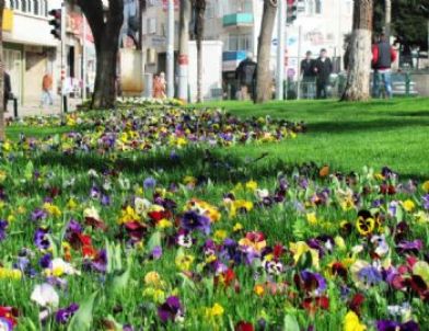 Trabzon’da Erken Bahar Çiçek Açtırdı