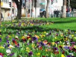 BAHAR HAVASI - Trabzon’da Erken Bahar Çiçek Açtırdı