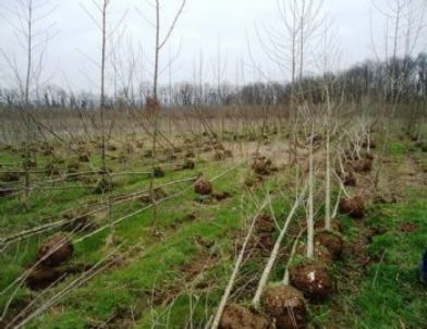 Fidan Söküm ve Nakil Çalışmaları Sürüyor