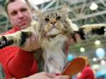 SIBIRYA - Rusya’da şişman kediler yarıştı