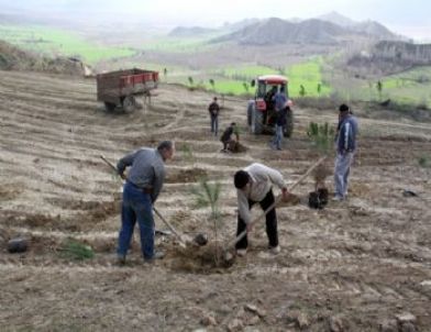 Smancık Belediyesi'nden Ağaçlandırma Çalışmaları