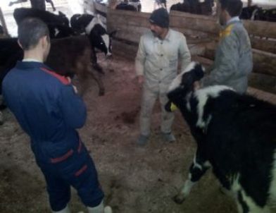 Tosya’da Şap Hastalığı Karantinası