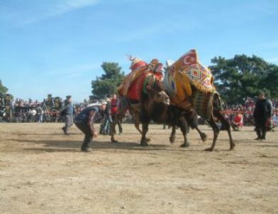 Burhaniye’de Deve Güreşi Heyecanı
