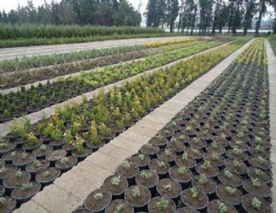 Hendek Fidanlık Şefliğinde Saksılı Üretimler Başladı