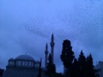 SIĞIRCIK - Samsun'da Sığırcık Kuşlarının Akşam Tavafı