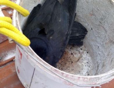 Sorgun İtfaiyesinden Karga Kurtarma Operasyonu