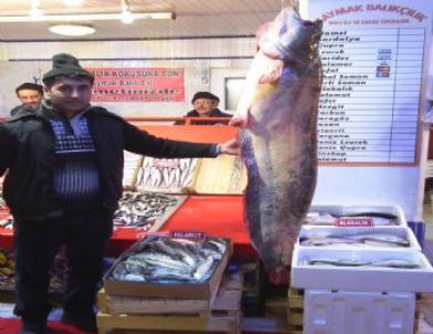 “tatlı Suyun Köpek Balığı” İlgi Odağı Oldu