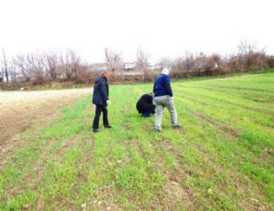 Buğday Tarımında Yabancı Ot Mücadelesinin Önemi