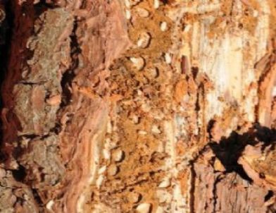 “Böcekler Ağaçların Bir Numaralı Düşmanı”