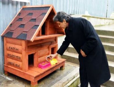 Fatih'te Sokak Kedileri Ev Sahibi Oldu