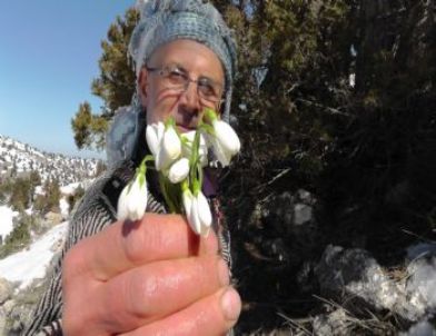 Baharın Müjdecisi Kardelenler Karları Delip Gün Yüzüne Çıktı