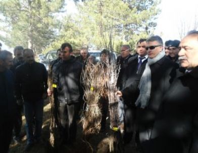 Afşin’de Fidan Dağıtımı