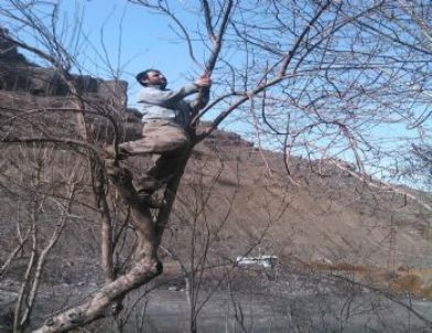 Hakkari’de Ağaçlar Budanmaya Başlandı