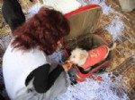 FATİH BELEDİYESİ - Köpeği Valize Koyup Terk Ettiler