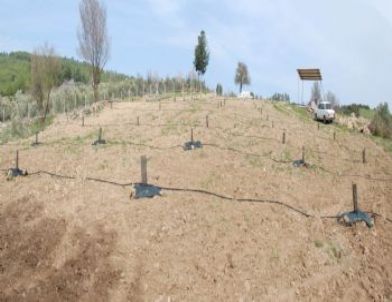 Siyah Elmasa Görkemli Tanıtım