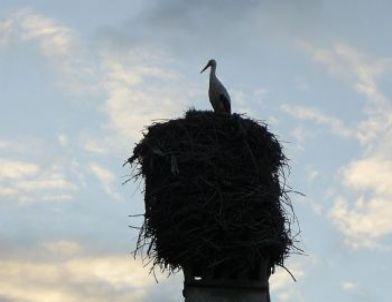 Boğazlıyan’da Rüzgar Leyleklerin Yuvasını Yıktı