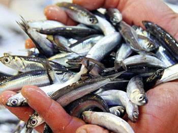 Karadeniz'de hamsi hüsranı