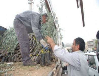 Silifke’de 20 Bin Zeytin Fidanı Dağıtıldı