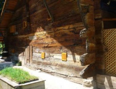 Türsab, Göğceli Camii’ne 6 Sayfa Yer Verdi