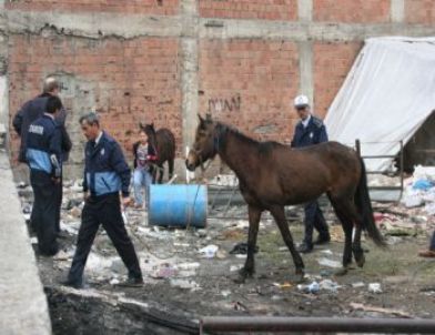 Zabıtadan At Operasyonu