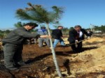 Asat, Geçen Yıl Kül Olan 90 Dönüm Alana 13 Bin Fidan Dikiyor