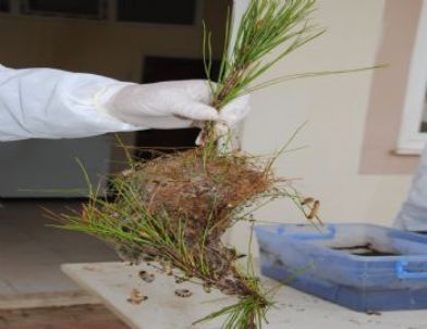 Çam Kese Böceğine Karşı Biyolojik Mücadele İle Ormanlar Korunuyor