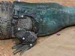 Dünyanın ilk protez kuyruklu timsahı