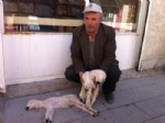 Yozgat’ta Doğan Kuzular 24 Saat İçinde Ölüyor