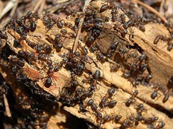 Karıncalar dertlerini anlatabiliyor