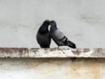Güvercinlerin Aşkı