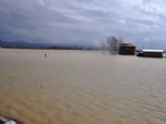 DÜZKıŞLA - Muş Ovası Sular Altında