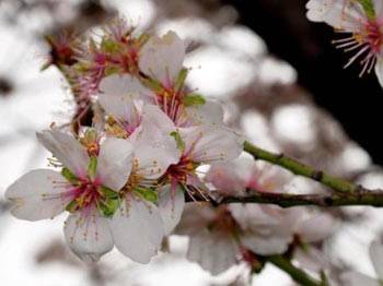 Yarın bahar geri dönüyor