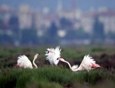 Karşıyaka Taraftarı: Flamingolar Bize Emanet