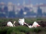 Karşıyaka Taraftarı: Flamingolar Bize Emanet
