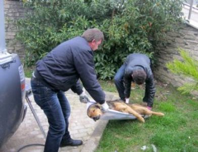 İzmit Belediye Zabıtası, Yaralı Köpekleri Sedyeyle Taşıyor