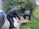 SOKAK KÖPEKLERİ - İzmit Belediye Zabıtası, Yaralı Köpekleri Sedyeyle Taşıyor