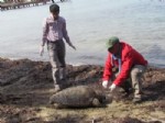 Kuşadası Kadınlar Denizi Plajı’nda Ölü Caretta Caretta Bulundu