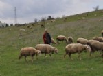 Balıkesirli Çobanlardan Üniversiteli Çoban Projesine Destek