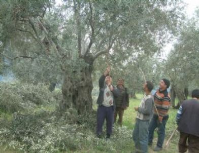 Burhaniye’de Zeytin Budamasına Başlandı
