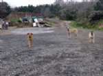 DENIZ ERDOĞAN - Kuduz Vakası Görülen Köy Karantinaya Alındı